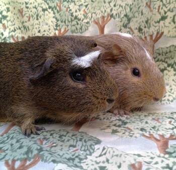 Rescue Short Haired Guinea Pigs for Adoption in Goleta, California - Huxley/Aubrey | PetCurious
